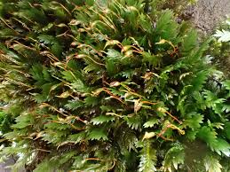 Attēlu rezultāti vaicājumam “Fissidens adianthoides”