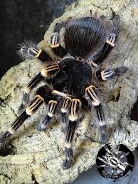 Znalezione obrazy dla zapytania geniculata