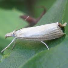 Attēlu rezultāti vaicājumam “Crambus silvella”