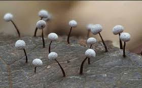 Attēlu rezultāti vaicājumam “Didymium nigripes”