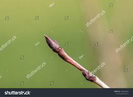 Attēlu rezultāti vaicājumam “Aronia melanocarpa bud”