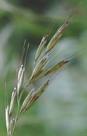 Attēlu rezultāti vaicājumam “Helictotrichon pubescens”