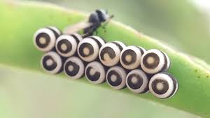 Attēlu rezultāti vaicājumam “Eurydema dominulus imago”