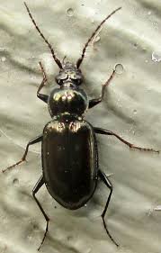 Attēlu rezultāti vaicājumam “Loricera pilicornis”