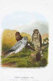 Attēlu rezultāti vaicājumam “Circus pygargus”