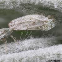 Attēlu rezultāti vaicājumam “Trioza dispar nymph”