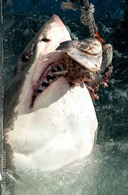 Image result for Carcharodon carcharias