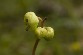 Attēlu rezultāti vaicājumam “Pyrola chlorantha flower”