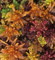 Attēlu rezultāti vaicājumam “Sphagnum balticum”