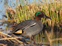 Attēlu rezultāti vaicājumam “Anas crecca”