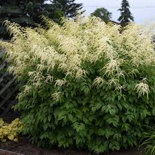 Image result for Aruncus dioicus
