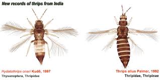 Attēlu rezultāti vaicājumam “Thysanoptera”