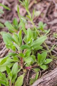 Attēlu rezultāti vaicājumam “Myosotis sparsiflora leaf”