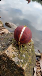 Image result for rosa aquatica