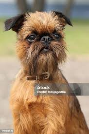 Image result for brüsseler giffon