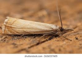 Attēlu rezultāti vaicājumam “Chrysoteuchia culmella”