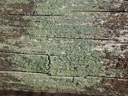 Attēlu rezultāti vaicājumam “Trapeliopsis flexuosa”