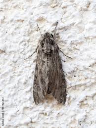 Attēlu rezultāti vaicājumam “Agrius convolvuli”