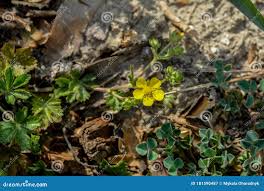 Attēlu rezultāti vaicājumam “Potentilla arenaria flower”