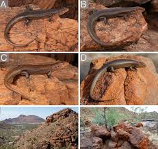 Attēlu rezultāti vaicājumam “Lycogala convexum young”