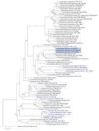 Attēlu rezultāti vaicājumam “Octosporella jungermanniarum”