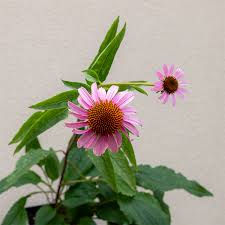 Attēlu rezultāti vaicājumam “Echinacea purpurea flower”