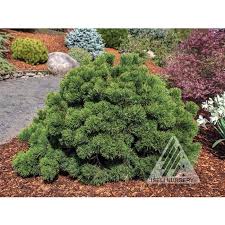 Attēlu rezultāti vaicājumam “Pinus mugo”