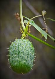Attēlu rezultāti vaicājumam “Echinocystis lobata fruit”