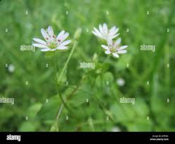 Attēlu rezultāti vaicājumam “Stellaria nemorum flower”