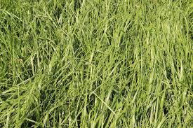 Attēlu rezultāti vaicājumam “Festuca pratensis”