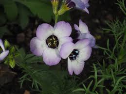 Attēlu rezultāti vaicājumam “Polemoniaceae”