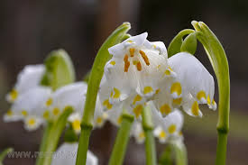 Attēlu rezultāti vaicājumam “Leucojum vernum var. carpathicum”