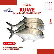 Image result for ikan