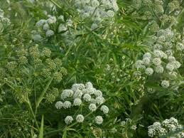 Attēlu rezultāti vaicājumam “Cicuta virosa leaf”