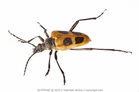 Attēlu rezultāti vaicājumam “Pachyta quadrimaculata”