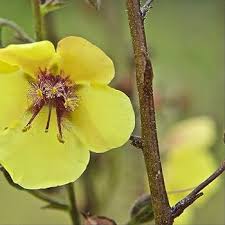 Image result for Verbascum blattaria