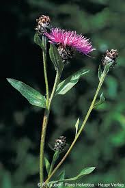 Attēlu rezultāti vaicājumam “Centaurea jacea”