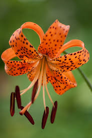 Attēlu rezultāti vaicājumam “Lilium lancifolium”
