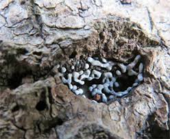 Attēlu rezultāti vaicājumam “Lycogala ustulatum sessile”