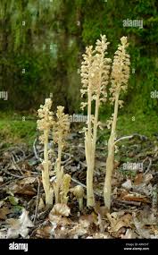 Attēlu rezultāti vaicājumam “Neottia nidus-avis flower”