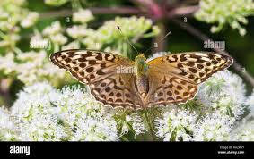 Attēlu rezultāti vaicājumam “Argynnis paphia female”