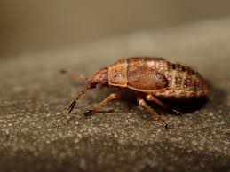 Attēlu rezultāti vaicājumam “Kleidocerys resedae”