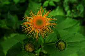 Attēlu rezultāti vaicājumam “Telekia speciosa flower”