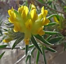 Attēlu rezultāti vaicājumam “Oenothera rubricauli”