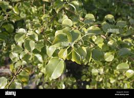 Attēlu rezultāti vaicājumam “Pyrus pyraster leaf”