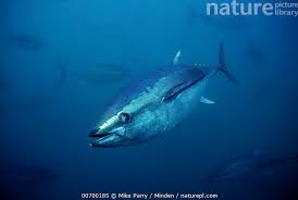 Image result for Thunnus maccoyii