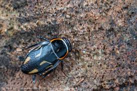 Attēlu rezultāti vaicājumam “Blattoptera”