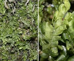 Attēlu rezultāti vaicājumam “Chiloscyphus”