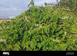Attēlu rezultāti vaicājumam “Reynoutria sachalinensis leaf”