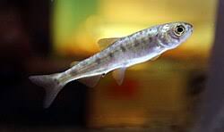 Image result for Oncorhynchus